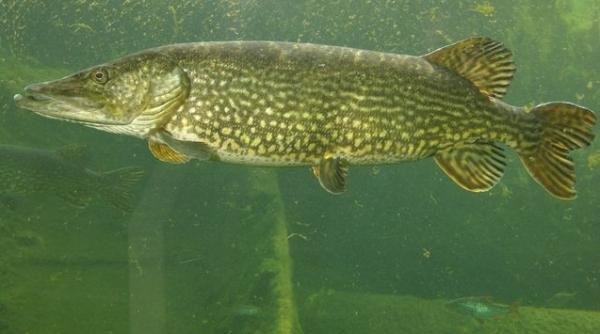 a inceput prohibitia la stiuca aceasta specie va putea fi prinsa doar in regim catch release