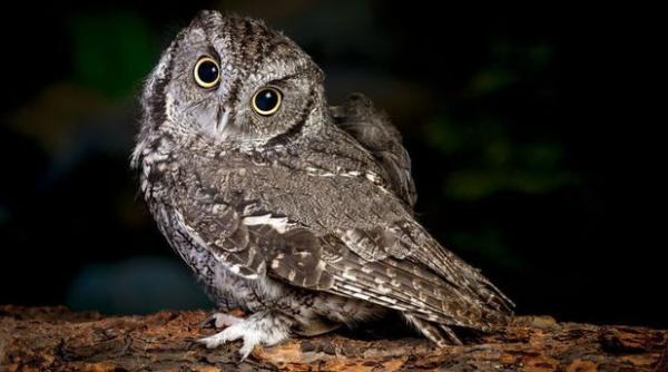 o bufnita protagonista neobisnuita a unei filmari cu o camera de trafic in finlanda