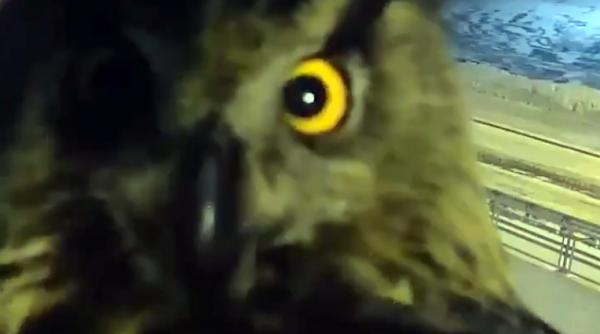 video o bufnita protagonista neobisnuita a unei filmari cu o camera de trafic in finlanda