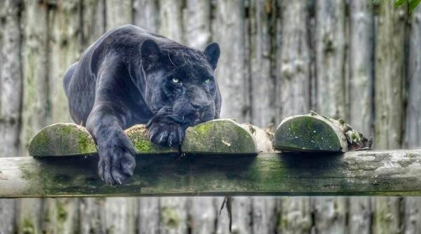 o mamica impreuna cu cei 3 copii mici au ramas inchisi in zoo din oradea