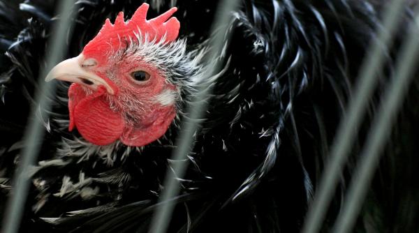gripa aviara in olanda 36 000 de pasari vor fi sacrificate