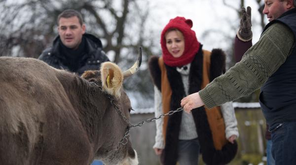 mircea radu le pune vacutelor sa asculte mozart ca sa dea mai mult lapte