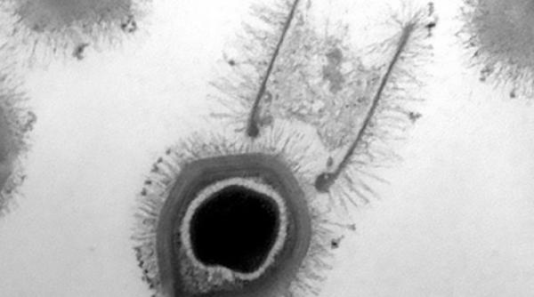 doi noi virusi giganti descoperiti in brazilia