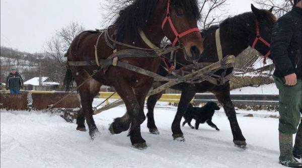 metoda originala de deszapezire intr un sat din prahova