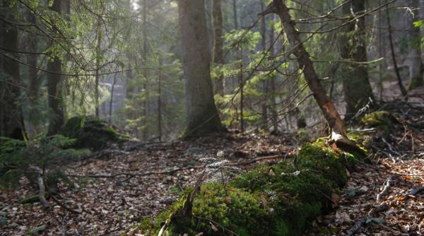 protejarea padurilor seculare este incompatibila cu interventiile antropice sustin universitari de la silvicultura