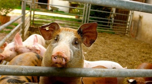 danemarca are de doua ori mai multi porci decat oameni