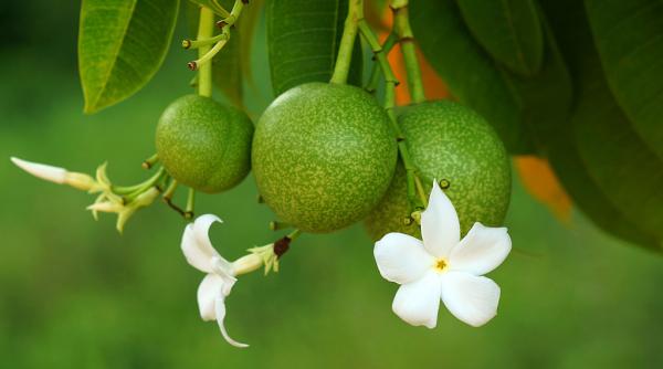 cu ce a vrut o florareasa sa si ucida sotul