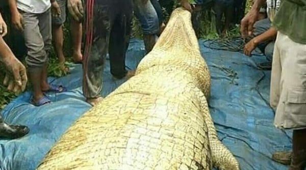 descoperire sinistra in stomacul unui crocodil