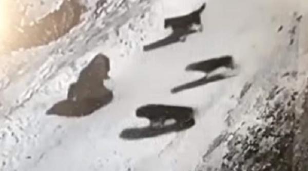 situatie dramatica in in neamt o femeie a fost atacata de o haita de caini in plina strada