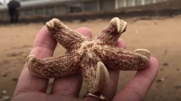 video dezastru ecologic din cauza schimbarii bruste a temperaturii