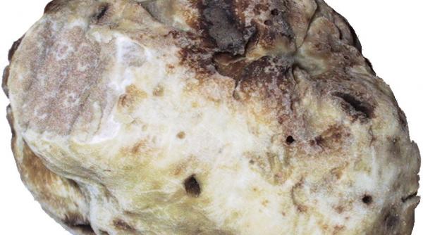 amenda astronomica pentru un italian acuzat de contrabanda cu trufe in turcia