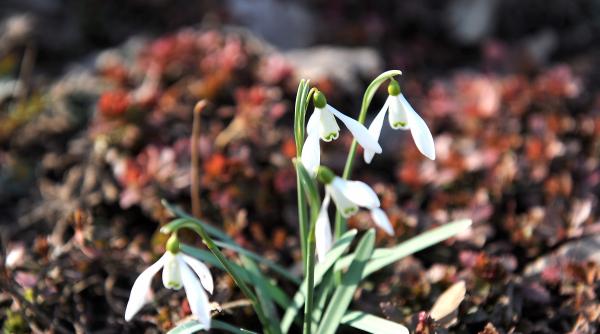 prognoza meteo pana pe 18 martie