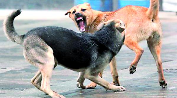 lipsa vaccinului antirabic din spitale dosar pe masa avocaului poporului