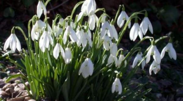 prognoza meteo pentru 9 10 si 11 martie vreme frumoasa