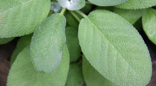 plantele cu efect anti inflamator si nu numai