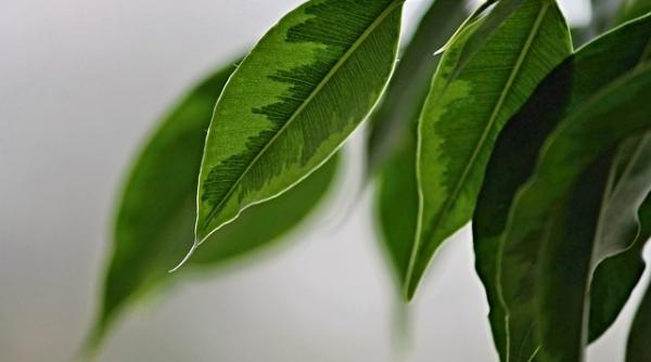 plantele de interior care te pot ucide