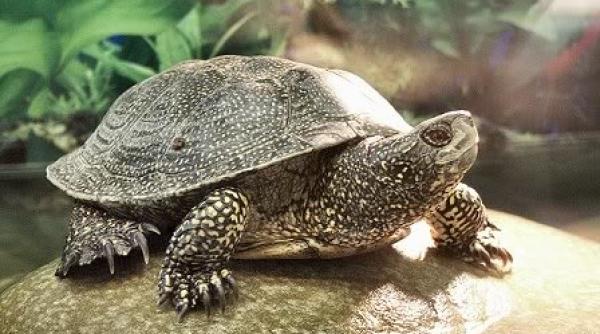 o testoasa furata luna trecuta de la o gradina zoologica din scotia a fost gasita intr un parc public