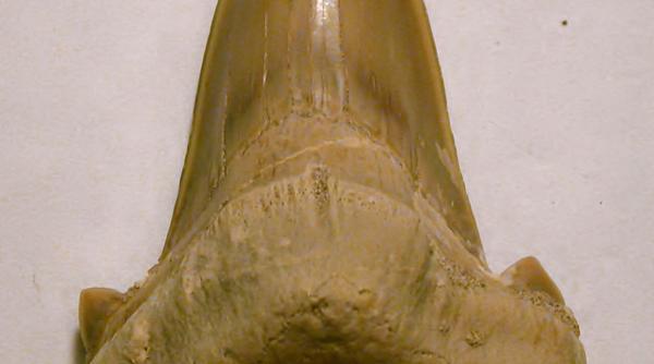 un dinte fosilizat al unui rechin gigant preistoric a fost furat dintr un parc natural din australia