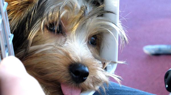 un caine a murit in timpul unui zbor al united airlines dupa ce a fost tinut in compartimentul de bagaje de mana