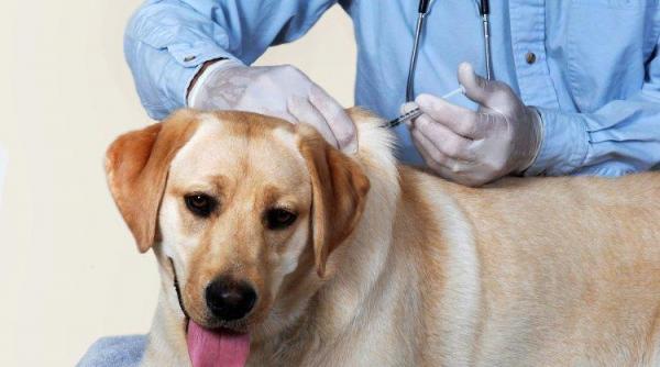 autoritatile din thailanda vor sa vaccineze milioane de pisici si de caini pentru a combate un focar de rabie