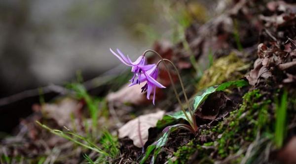 cum va fi vremea in urmatoarea perioada conform credintei populare