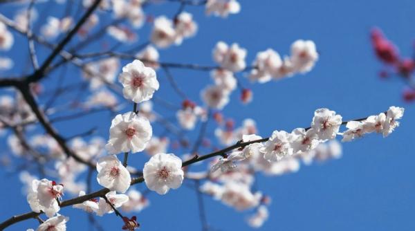 prognoza meteo pentru 16 17 si 18 martie cer noros