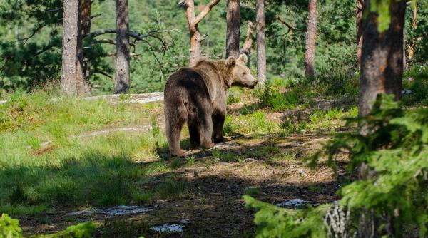 informatii din lumea animalelor care traiesc in padure prezentate la muzeul antipa