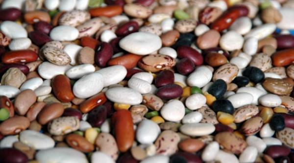 sfaturi pentru agricultori cum cultivam fasolea