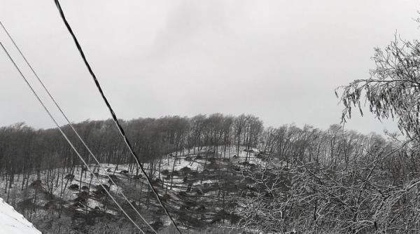 video chiciura si vantul au pus la pamant mai multe hectare de padure in satu mare