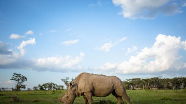 a murit ultimul mascul din specia rinocerilor albi nordici