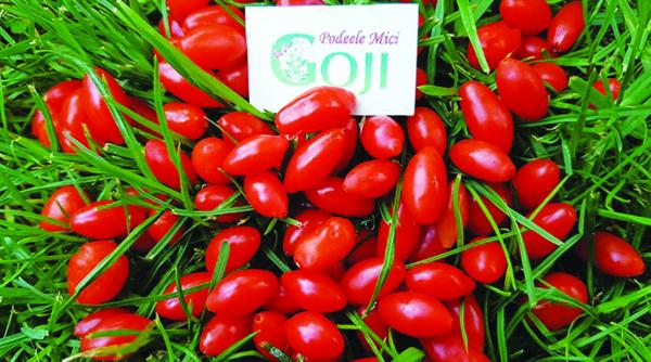 fonduri europene pentru culturile de goji