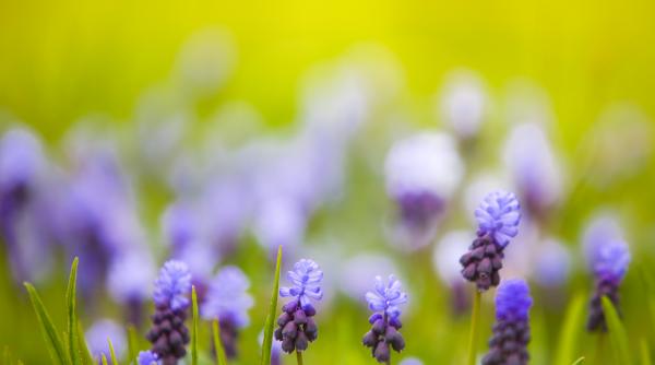 horoscop luna aprilie gemenii fac o investitie