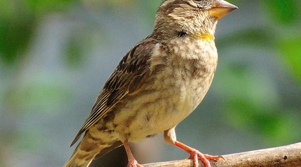populatiile de pasari din zona rurala a frantei scad intr un ritm ametitor