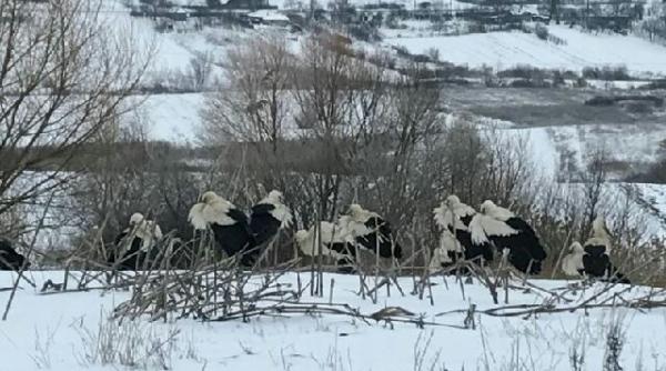 risc maxim pentru pasarile migratoare din cauza intoarcerii iernii