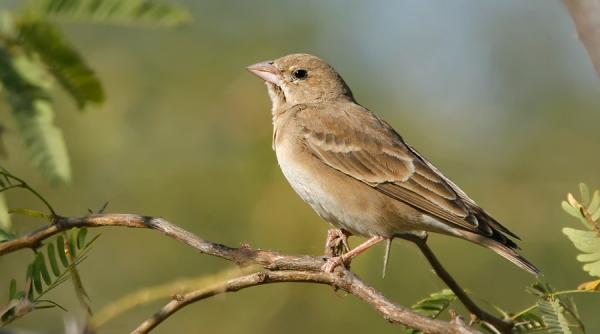 scadere catastrofala a numarului pasarilor salbatice din franta