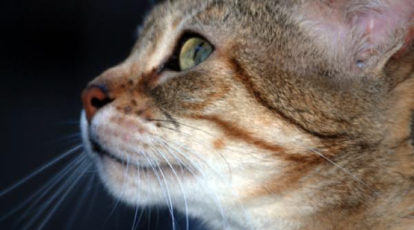 un motan disparut de acasa dupa un uragan din sua s a reintalnit cu proprietarul sau dupa 14 ani