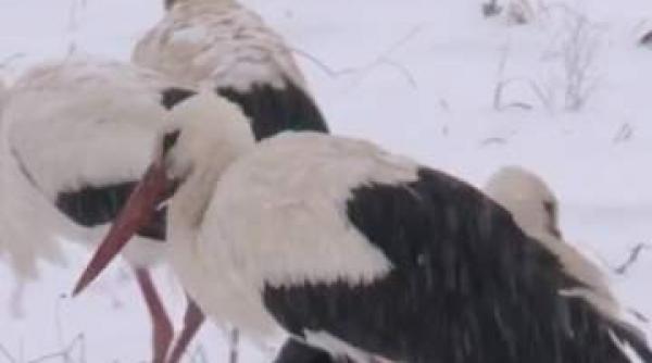 berzele abia sosite in romania din tarile calde risca sa moara de frig si foame