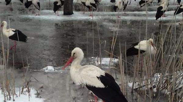 apel al salvamont romania dispeceratul national salvamont pentru salvarea pasarilor si animalelor afectate de frig