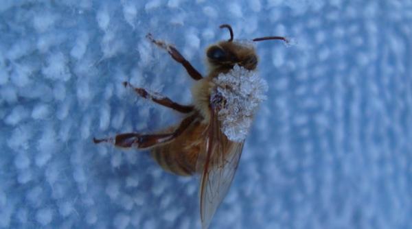 albinele afectate grav de temperaturile deosebit de scazute din ultimele zile