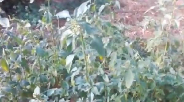 buruiana care ne vindeca de cele mai crunte boli