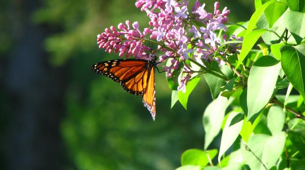 prognoza meteo pentru 28 29 si 30 martie cer partial noros