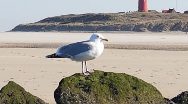 cum va lupta un oras belgian cu numarul mare de pescarusi