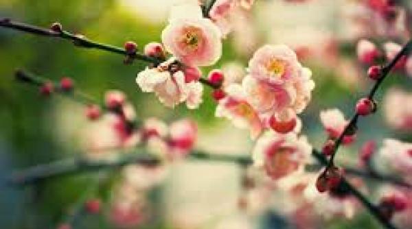 prognoza meteo pentru 29 30 si 31 martie vreme frumoasa