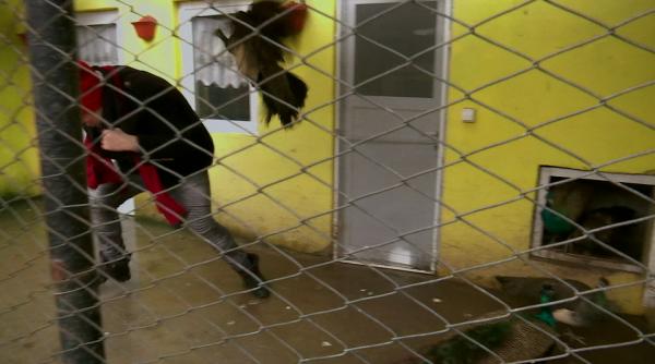 dan helciug atacat de o paunita la filmarile pentru ie romanie a sarit efectiv pe mine