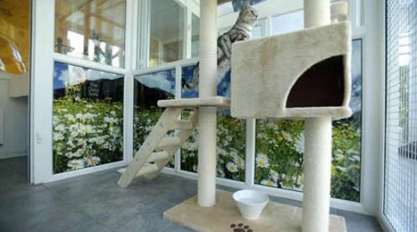 inedit in irak a fost inaugurat un hotel pentru pisici