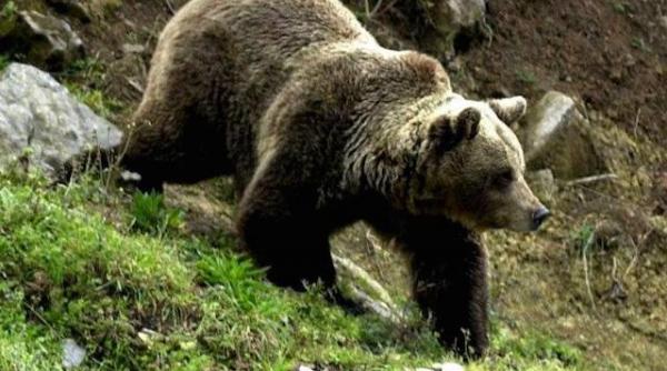 mai multi ursi au fost surprinsi plimbandu se nestingheriti la marginea unei comune din mures