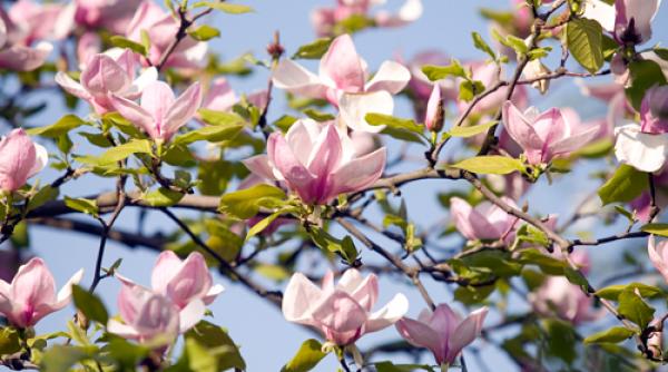 prognoza meteo pentru 30 31 si 1 aprilie cer senin