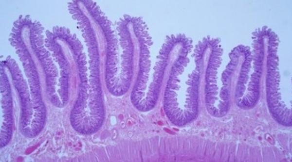 un secret al corpului uman dezvaluit cu ajutorul unui microscop minuscul