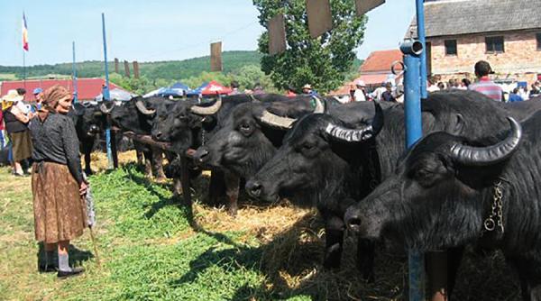 parlamentarii ministri prietenii bubalinelor si ai baltatei