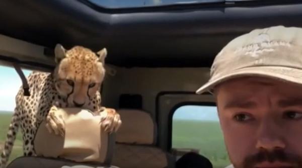 video un grup de turisti aflati in serengeti s a trezit cu un ghepard in masina